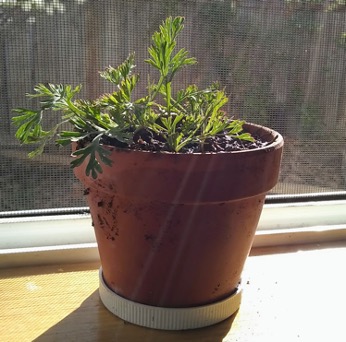 Pot on a window sill with poppy starts