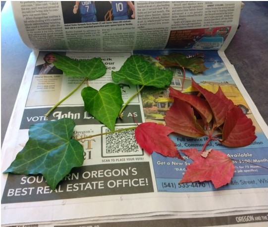 Spread your leaves between sheets of newspaper